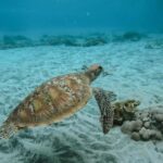 Nusa Penida: Snorkeling 3 Spots with GoPro & West Land Tour - Who Is This Tour Best For?