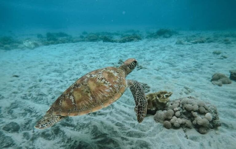 Nusa Penida: Snorkeling 3 Spots with GoPro & West Land Tour - Who Is This Tour Best For?