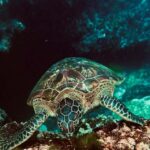 Nusa Penida: Snorkeling Tour with Manta Rays and Turtles - The Itinerary Breakdown