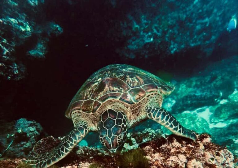 Nusa Penida: Snorkeling Tour with Manta Rays and Turtles - The Itinerary Breakdown