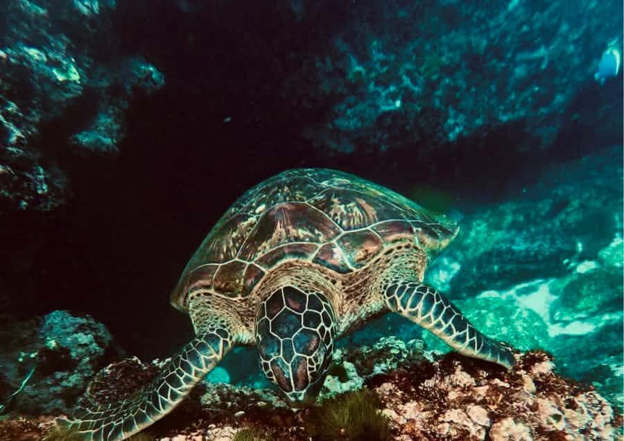 Nusa Penida: Snorkeling Tour with Manta Rays and Turtles - The Itinerary Breakdown