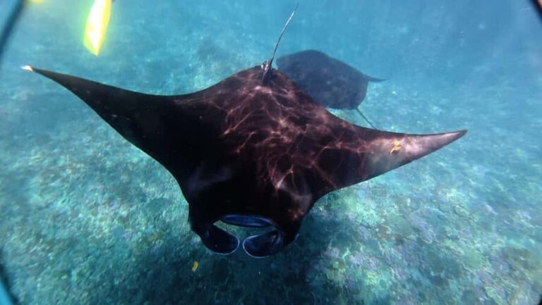 Nusa Penida:West Land Tour & Manta Bay Snorkeling with Lunch - Transportation and Group Size