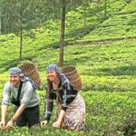 Nuwara Eliya 2 Tea Factory Tea Test &Pick 2 Waterfalls Nature Day - Practical Details and Value