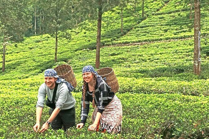 Nuwara Eliya 2 Tea Factory Tea Test &Pick 2 Waterfalls Nature Day - Practical Details and Value