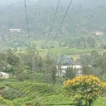 Nuwara Eliya: 8Hrs Tuk Tuk Tour to Waterfalls & Tea Tasting - Practical Details and What to Know Before Booking