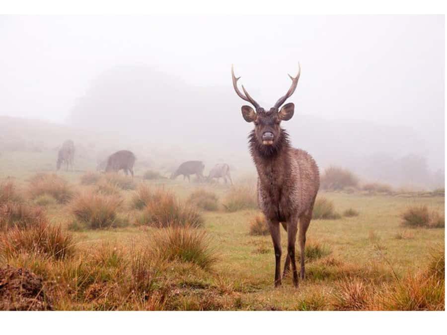 Nuwara Eliya: Cloud Forest Hike with Cliff Views - Who Will Love This Tour?