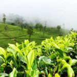 Nuwara Eliya: Private City Tour by Tuk Tuk - The Day in Detail: What to Expect