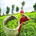 Nuwara Eliya: Tea Factory and Pickle Waterfalls Tuk Tuk Tour - Why This Tour Stands Out