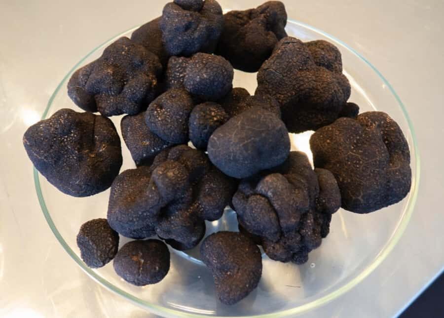 Oberon: Truffle Hunt and Tasting Experience - After the Hunt: Indulging in Tasting and Learning