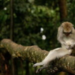 Ocean Walker with Tanah Lot Sea Temple Tour - Authentic Insights from Reviewers