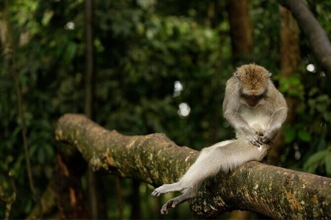 Ocean Walker with Tanah Lot Sea Temple Tour - Authentic Insights from Reviewers