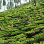 Offbeat Travel (7 Point). - The Sum Up: Who’s This Tour For?