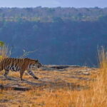 Official Panna National Park Sharing Tiger Safari - FAQs