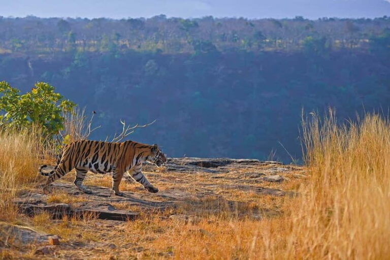 Official Panna National Park Sharing Tiger Safari - FAQs