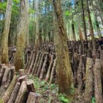 Oita: Shiitake Mushroom Farm Tour & Tasting - Transportation, Group Size, and Practicalities