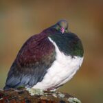 Okarito Nature Tour - Authentic Experiences and Reviews