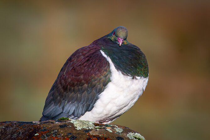 Okarito Nature Tour - Authentic Experiences and Reviews