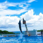 Okinawa: Aquarium, Kouri Island, & American Village Bus Tour - Practical Details and What to Expect