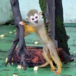 Okinawa City: Zoo and Museum Guided Tour with Transfer - Analyzing the Value