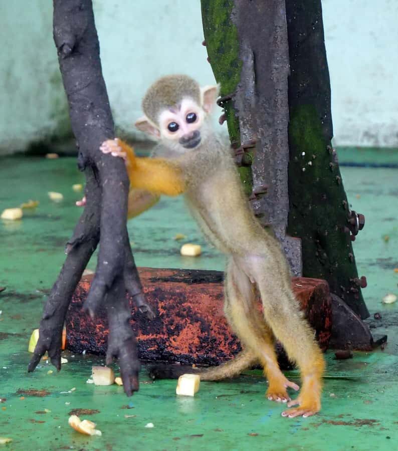 Okinawa City: Zoo and Museum Guided Tour with Transfer - Analyzing the Value