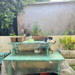 Okinawa : Let's play with cats and have lunch! at Ufuyaa - The Sum Up