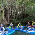 Okinawa: Mangrove SUP Tour with Photos - The Significance of the Mangroves and Wildlife