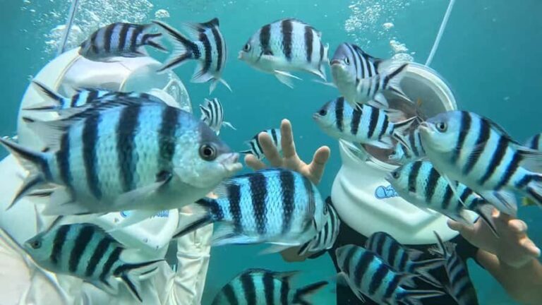 Okinawa MarinSportsSeaWalk in Onna village (free benefits) - What Makes the Sea-Walking Special?