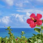 Okinawa Private Custom Tour with Local Guide - Who Should Consider This Tour?