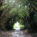 Okinawa: Sacred Island Tour to Kudakas Ryukyuan Holy Sites - Practical Insights and Tips