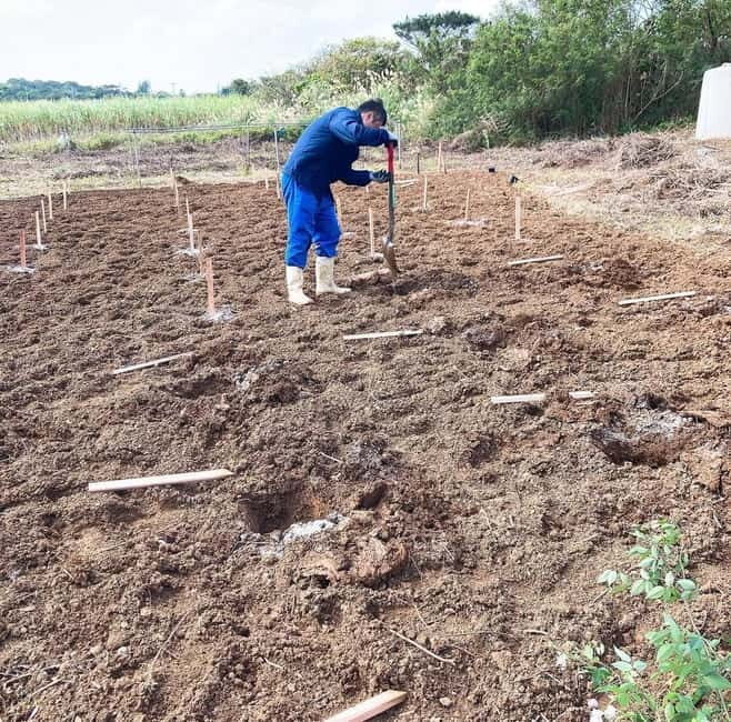 Okinawa: Traditional farming experience & cooking and a meal - Who Will Love This Experience?