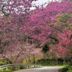Okinawa: Yaedake Cherry Blossom Festival Private Trip - What Makes This Tour Special?