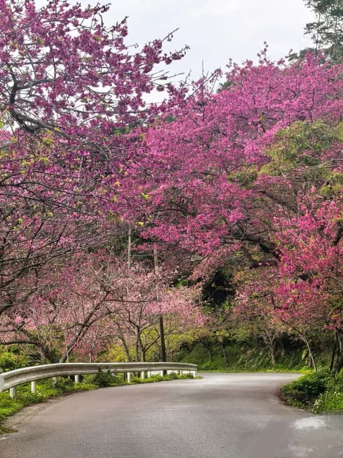 Okinawa: Yaedake Cherry Blossom Festival Private Trip - What Makes This Tour Special?