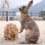 Okunoshima Rabbit Island Cycling Tour with Local Guide - The Rabbit Encounter