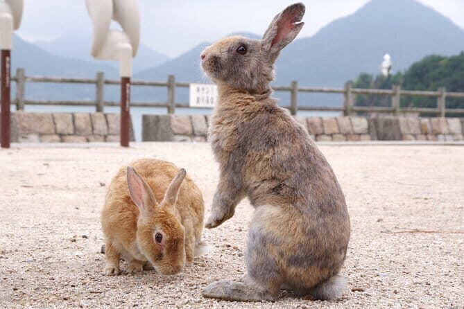 Okunoshima Rabbit Island Cycling Tour with Local Guide - The Rabbit Encounter