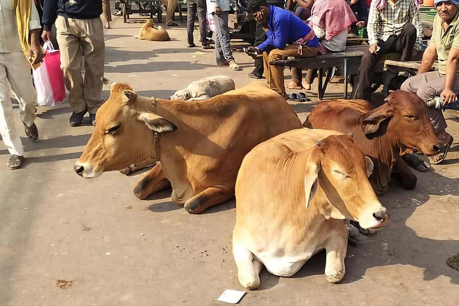 Old Delhi Tour With Rickshaw Ride and Street Food - Highlights That Make the Tour Special