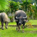 One Day in Ninh Binh Explore Scenic Highlights by Motorbike - Who Should Consider This Tour?