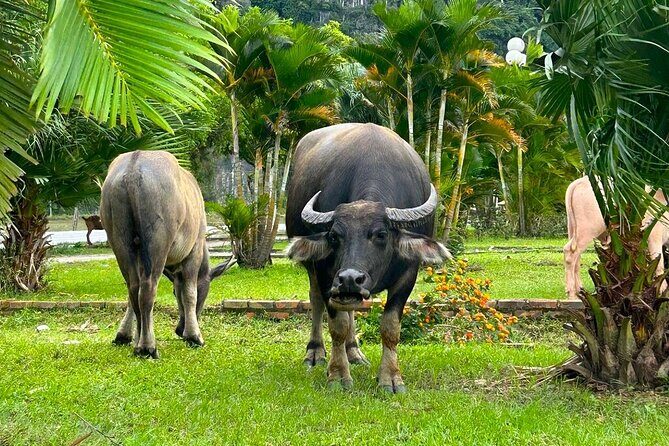 One Day in Ninh Binh Explore Scenic Highlights by Motorbike - Who Should Consider This Tour?