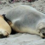 One Day Kangaroo Island Highlights Tour - Transportation and Group Size