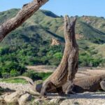 One-Day Komodo Tour By Speedboat - Why This Tour Offers Unique Value