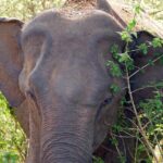 One Day Safari Tour to Bundala National Park from Colombo - Transportation and Comfort