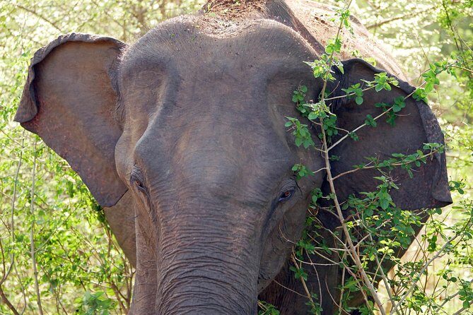 One Day Safari Tour to Bundala National Park from Colombo - Transportation and Comfort