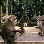 One Day Tour Ubud With Private Guide - Practicalities & What to Expect