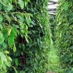 One Day Trip to Pepper Farm, Chhngok Temple and Salt Field - A Detailed Look at the Tour Experience