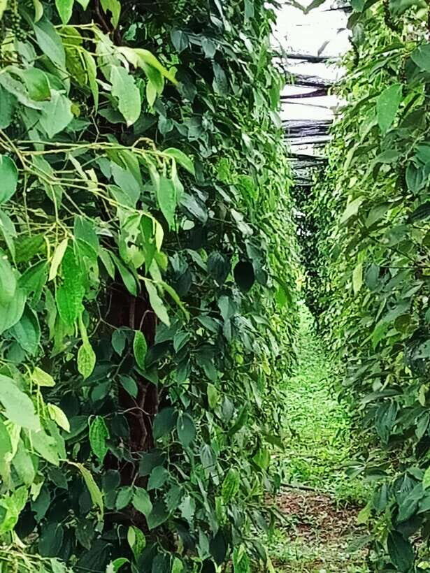 One Day Trip to Pepper Farm, Chhngok Temple and Salt Field - A Detailed Look at the Tour Experience