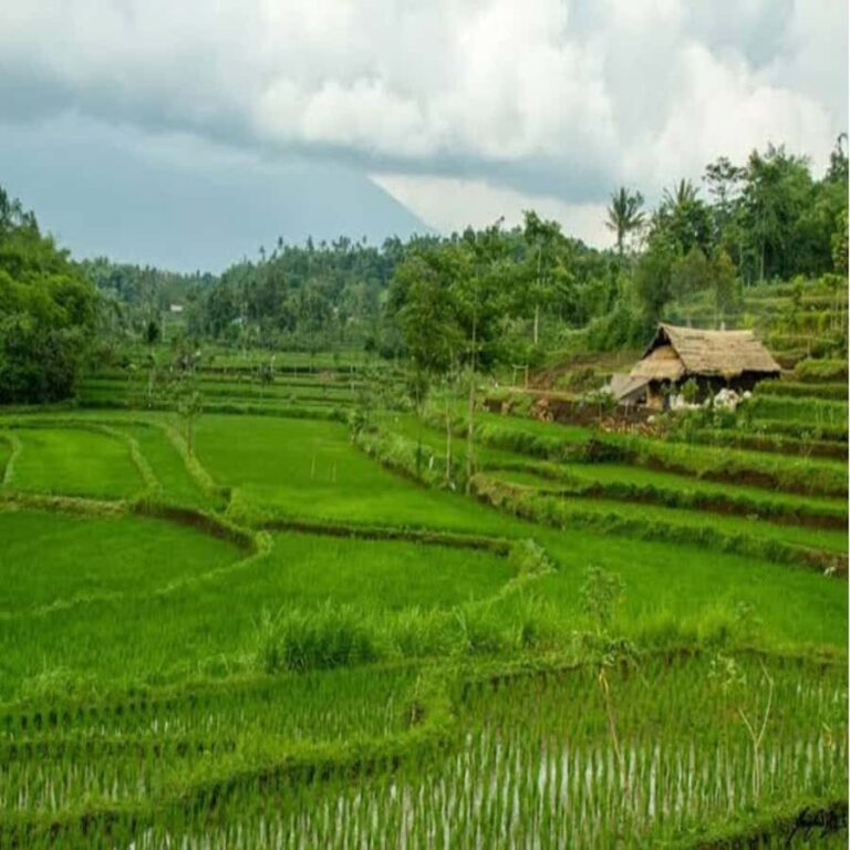 One Days Tours Panorama Walk Around Senaru Village - The Practicalities: Transportation, Guides, and Value