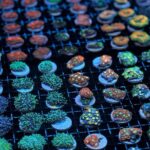 One Hour Coral Farm Tour, Discover Australia's Marine Life - Authentic Insights from Reviewers