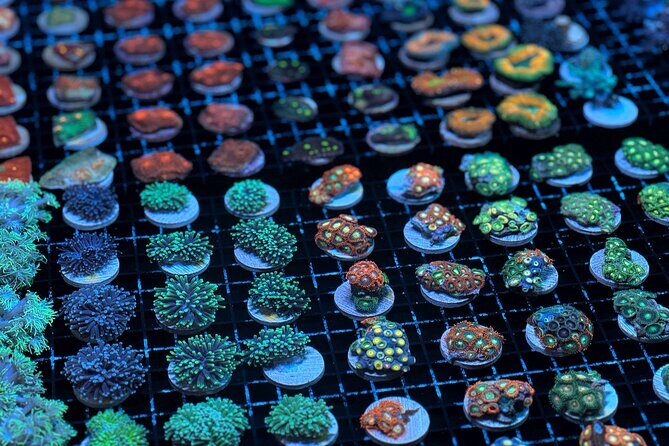 One Hour Coral Farm Tour, Discover Australia's Marine Life - Authentic Insights from Reviewers