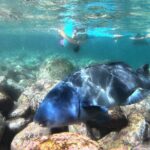 One on One Snorkel Experience - Practical Details and Logistics