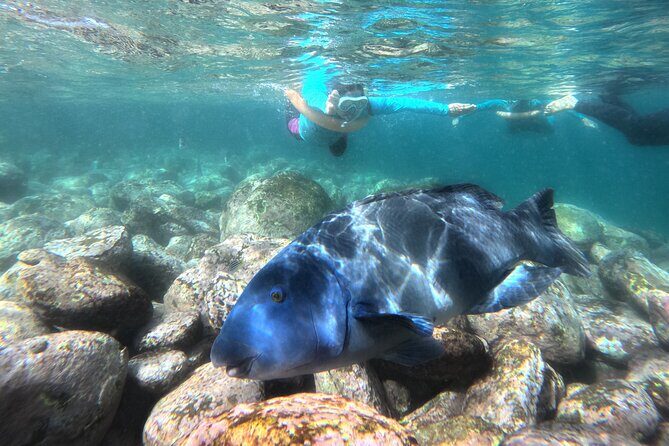 One on One Snorkel Experience - Practical Details and Logistics