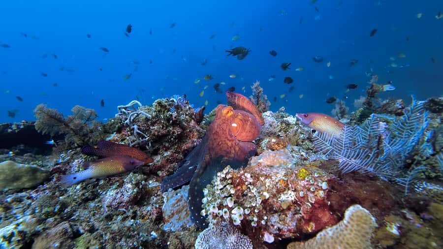 Open Water Course at Liberty Wreck & Kayak Adventure in Bali - Practical Details That Matter